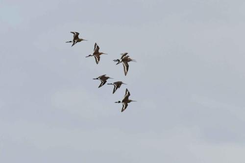 Barges à queue noire