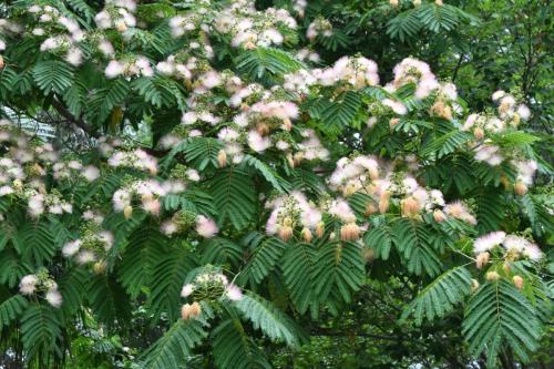 Jardin exotique de Ponteilla