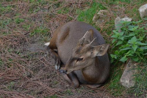 Muntjac de Reeves