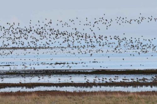 De Schorren, pluviers dorés, courlis cendrés, tadornes, canards ...