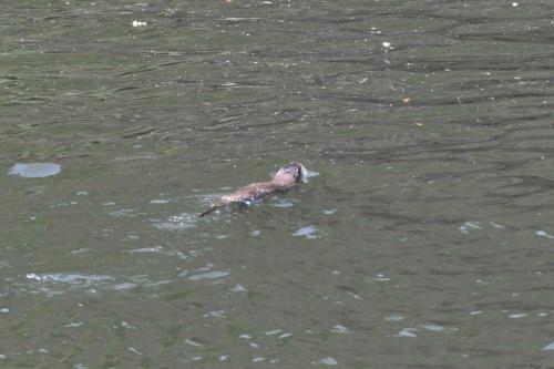 Loutre d'Europe sur le Rio Tajo à la Portilla del Tiètar