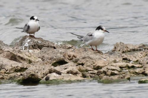 Sterne arctique et sterne pierregarin