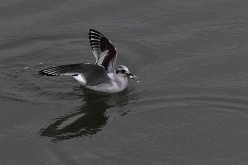 Mouette pygmée (1ère année)