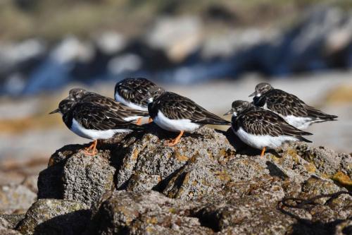 Tournepierres à collier
