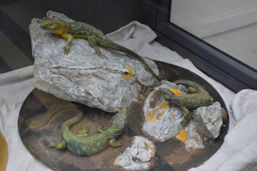 Museum d'histoire naturelle