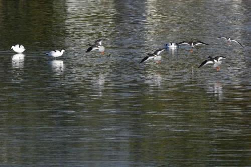 Chevaliers gambettes et Avocettes élégantes