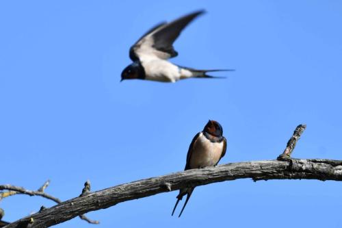 Hirondelles rustiques