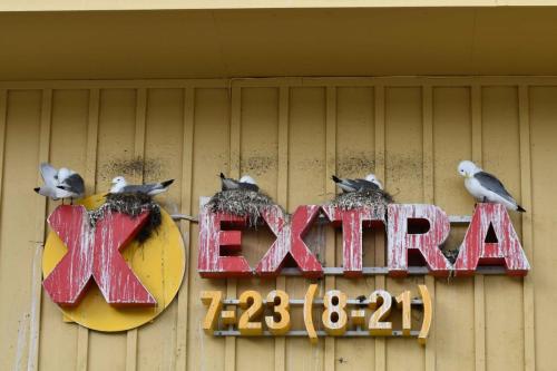 Batsfjord, Mouettes tridactyles