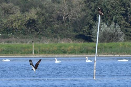 3 Balbuzards pêcheurs