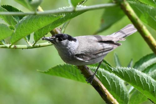 Fauvette à tête noire