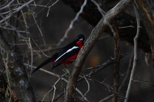 Gonolek rouge et noir