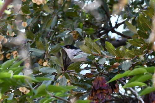 Cubla boule-de-neige