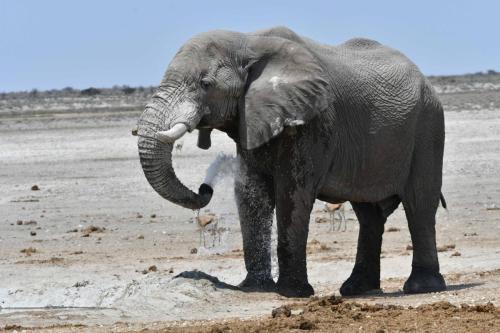 Elephant de savane
