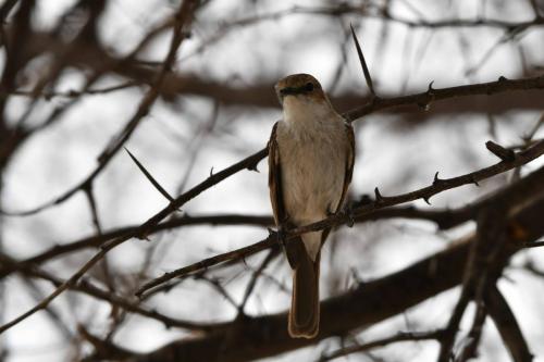 Gobemouche du Marico
