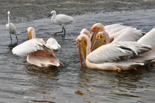 Pélicans blancs, aigrettes garzettes