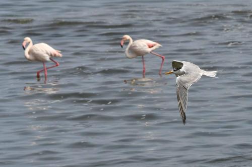Sterne huppée, flamants roses