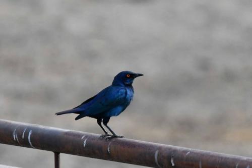 Choucador à épaulettes rouges