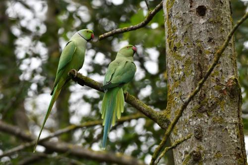 Perruches à collier