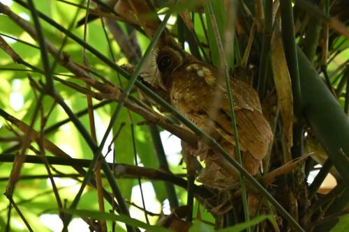 Petit-duc à front blanc