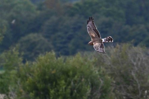 Busard Saint-Martin (Juvénile)