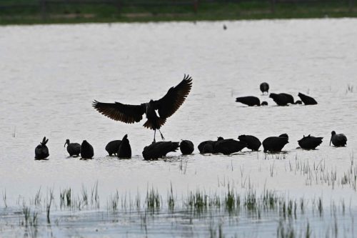 Ibis falcinelles