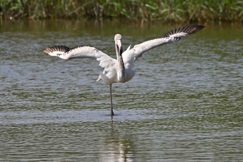 Flamant rose