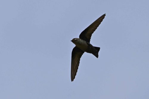 Hirondelle de rocher