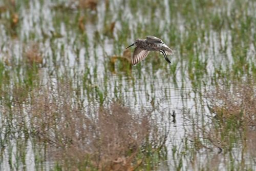 Bécasseau cocorli
