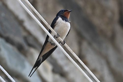Hirondelle rustique
