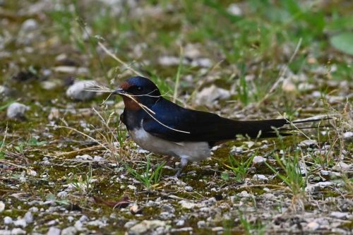 Hirondelle rustique