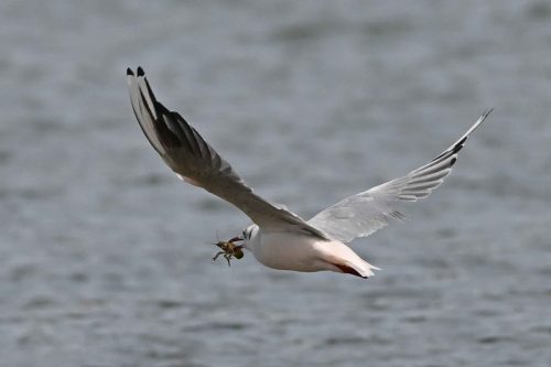Mouette rieuse