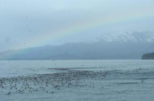 Guillemots de troïl