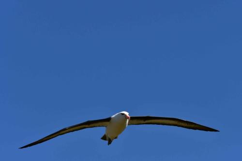 Albatros à sourcils noirs