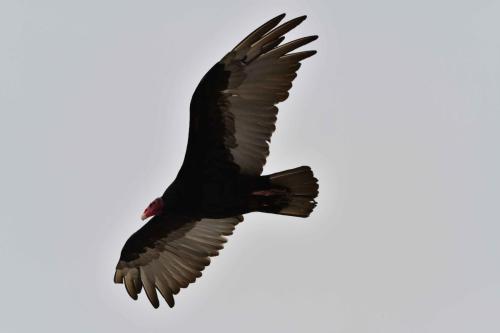 Urubu à tête rouge