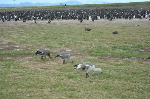 Cormorans impériaux et ouettes de Magellan