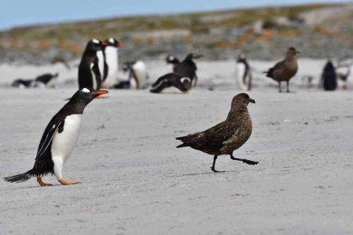 Manchots papous et labbes antarctiques
