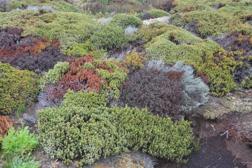 Diddle-dee (Empetrum rubrum)