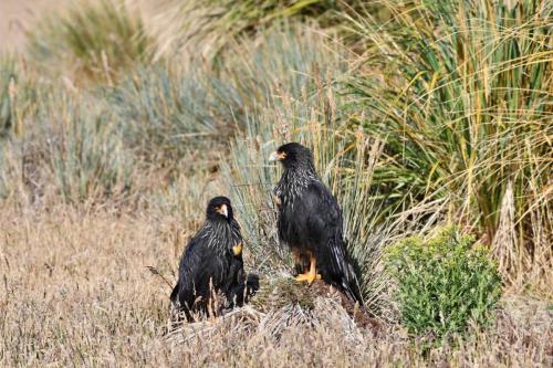 Caracara austral