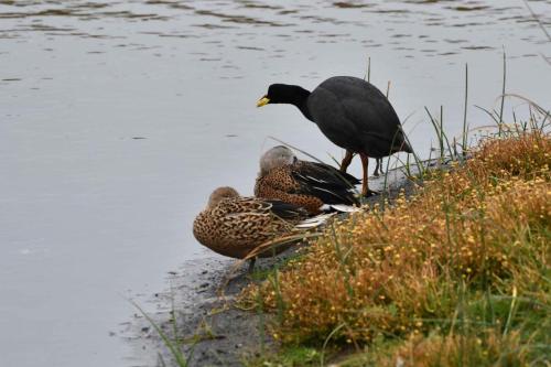 Canards spatules et foulque à jarretières