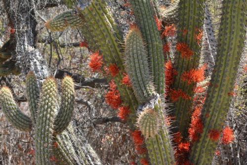 Cactus (Echinopsis chiloensis)