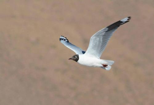 Mouette des Andes 