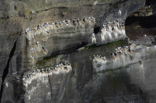 Falaises de Krysuvikkurbjarg