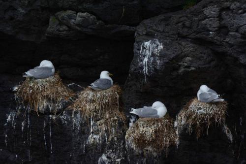 Mouettes tridactyles