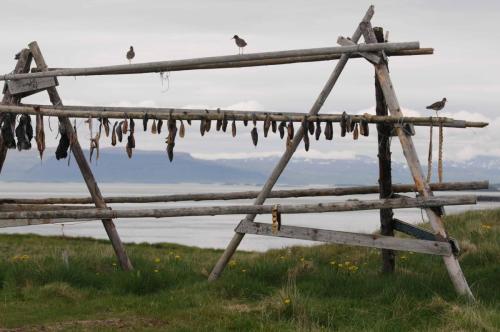 Chevaliers gambette sur séchoir à poisson