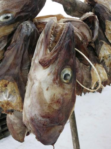 Têtes de morues sur les séchoirs