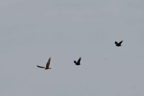 Busard des roseaux (femelle) et corneilles noires