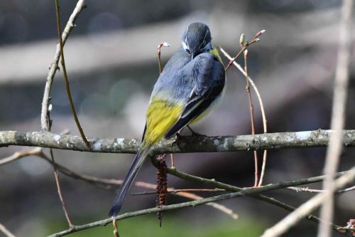 Bergeronnette des ruisseaux (mâle)