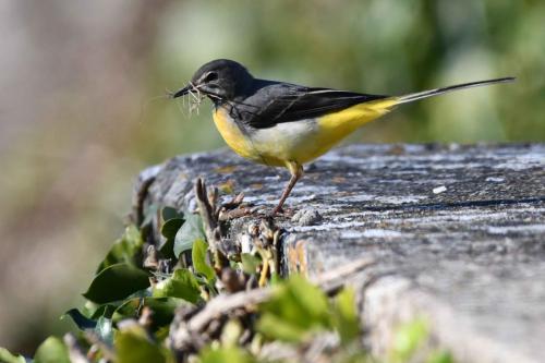 Bergeronnette des ruisseaux