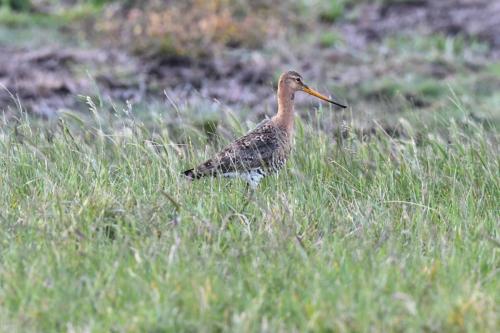 Barge à queue noire