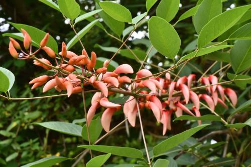 Erythrine crête de coq (Erytrina Crista galli)